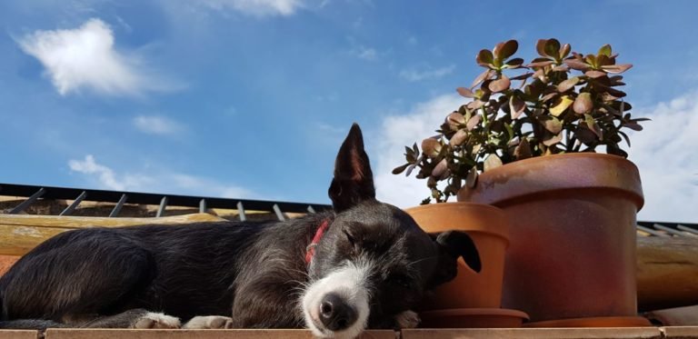 el granado mascot trufa